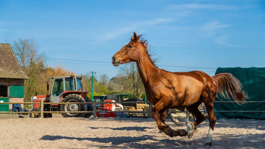horse power