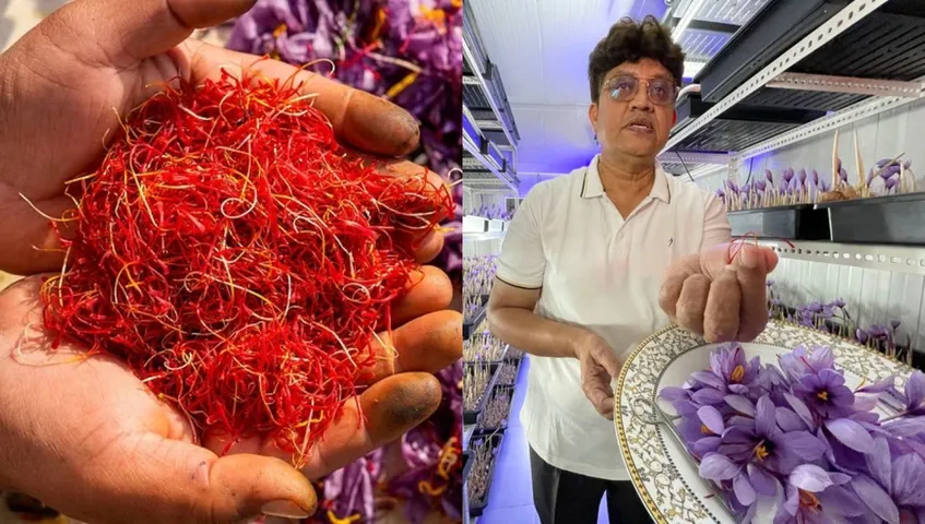 saffron