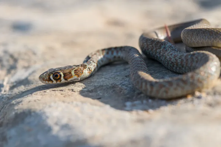 snake5