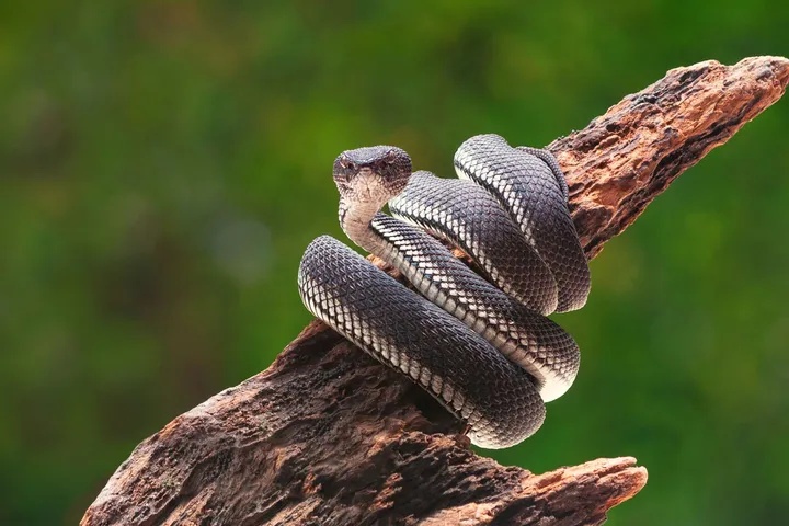 snake6