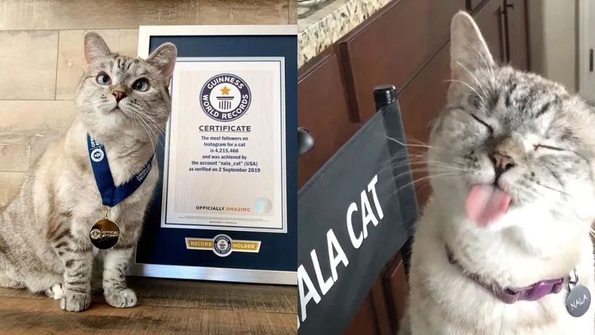 nala cat