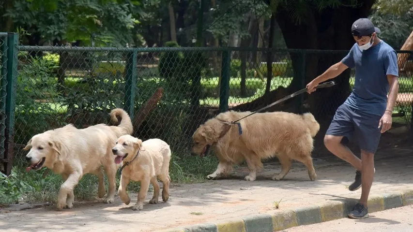 dogs,