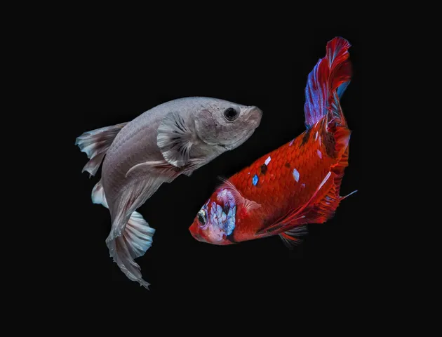 fish6