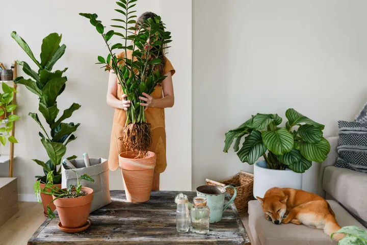 Indoorplants5