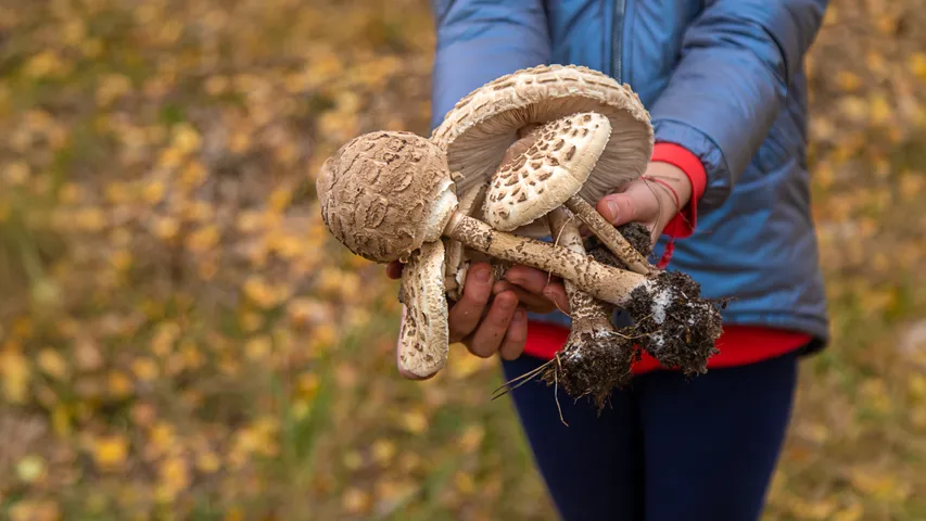 Mushroom