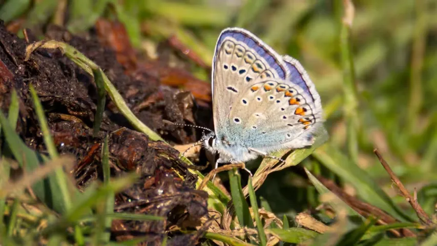 Butterfly