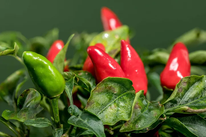 Chilli5