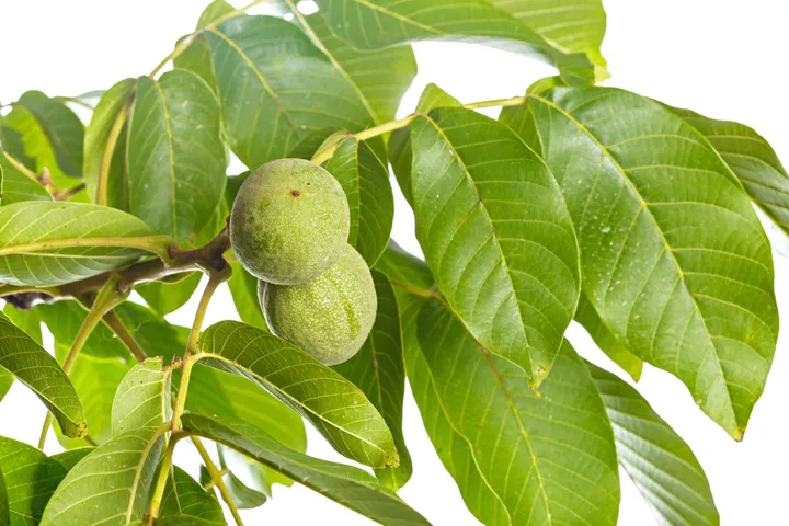 guavaleaves5