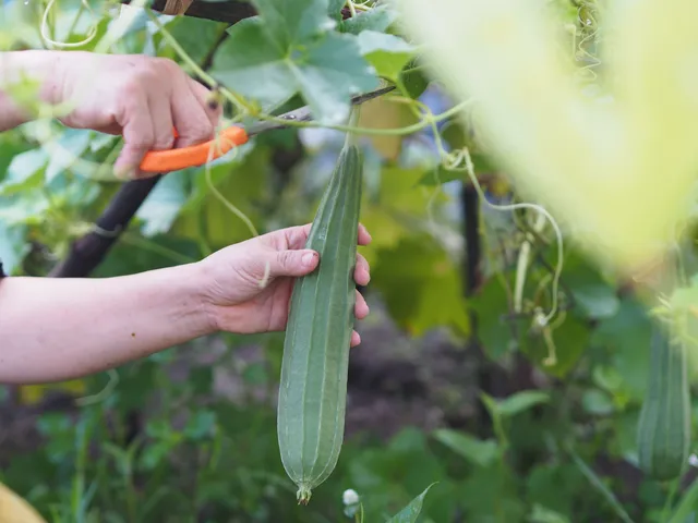 luffa6