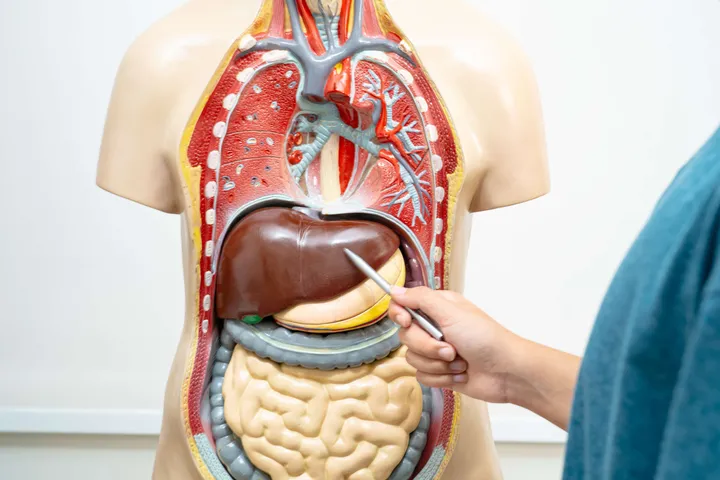 Fattyliver5