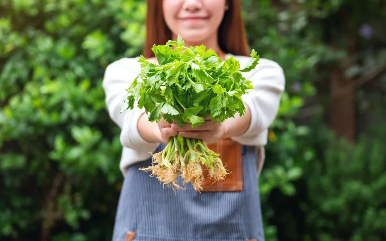 Leafvegetable2