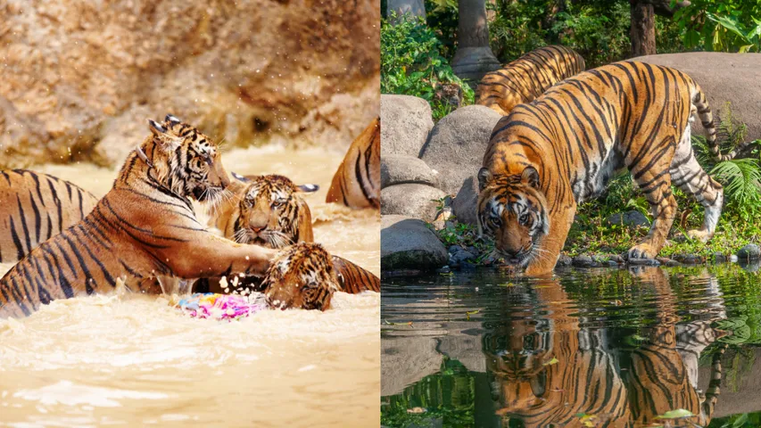 tigers 