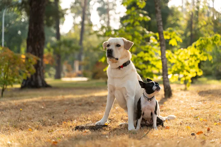 Petdogs9