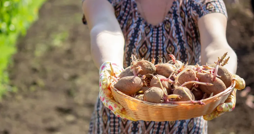 sproutedpotatoes5