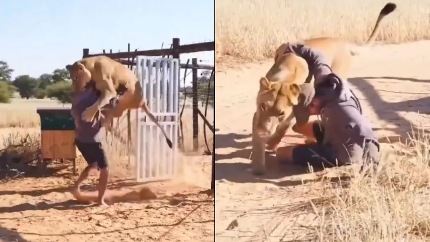 lion