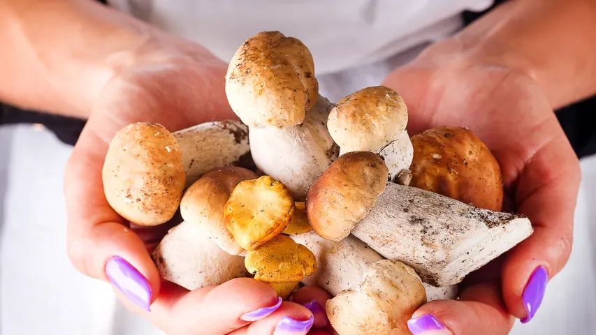 Mushrooms1