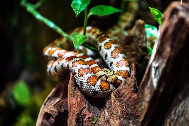 Russellviperssnakes5