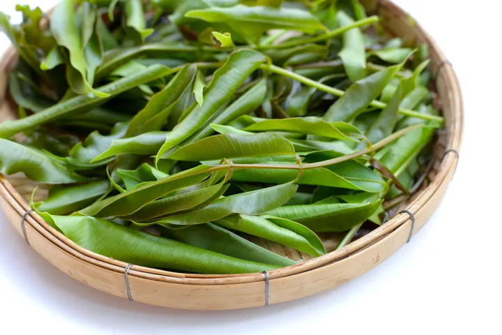 CurryLeafWater3