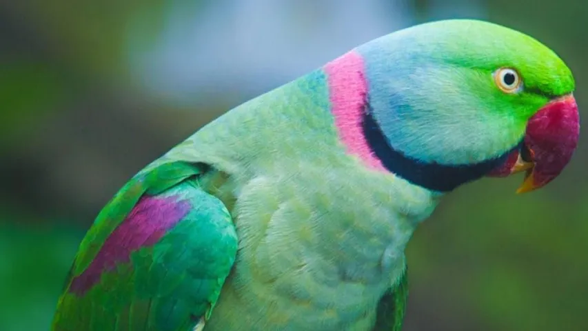 Missing Parrot