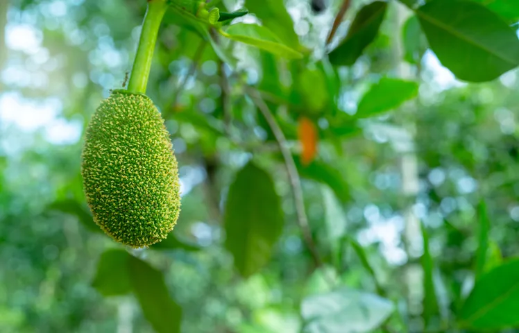 GacFruit2