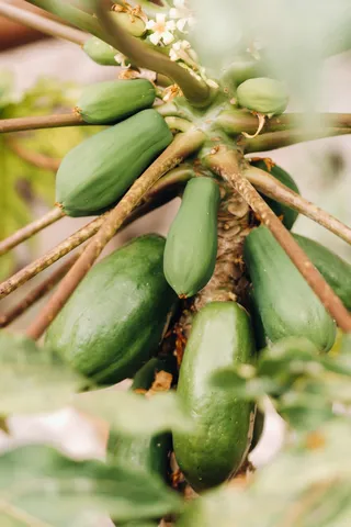 green-papaya-fruit-hanging-on-the-tree-papaya-pla-2023-11-27-04-51-03-utc (1)green-papaya-fruit-hanging-on-the-tree-papaya-pla-2023-11-27-04-51-03-utc (1)