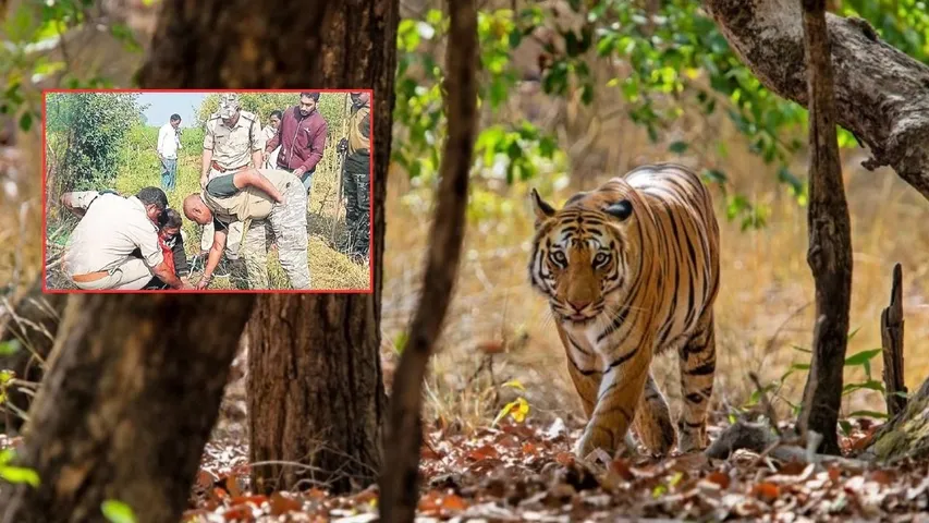 TIGER
