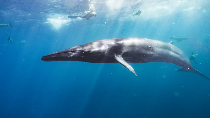 whale (1)