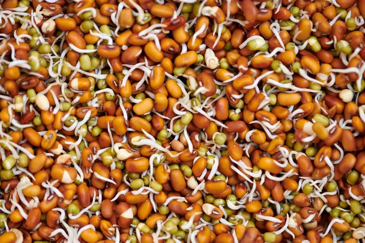 Sproutedseeds5