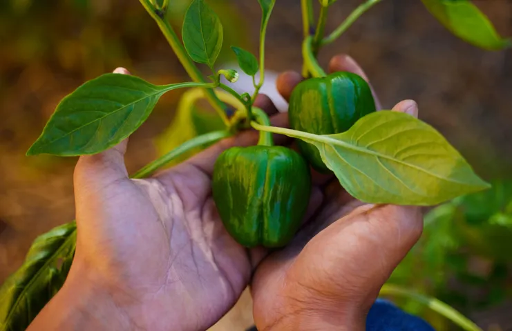 CultivationCapsicum3
