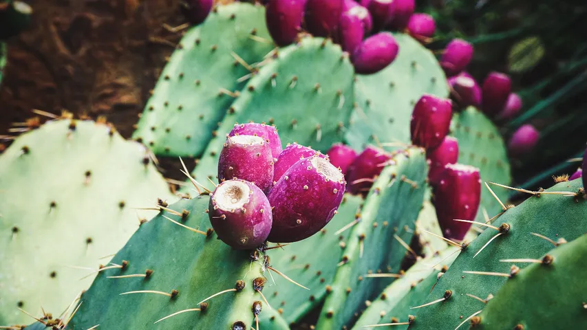 Prickly pear 