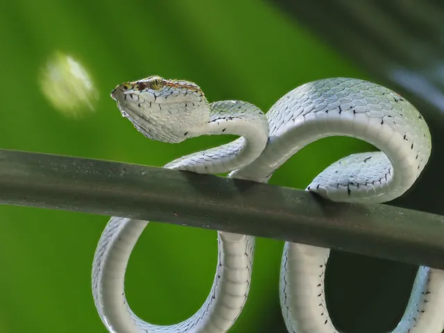 snaketree3