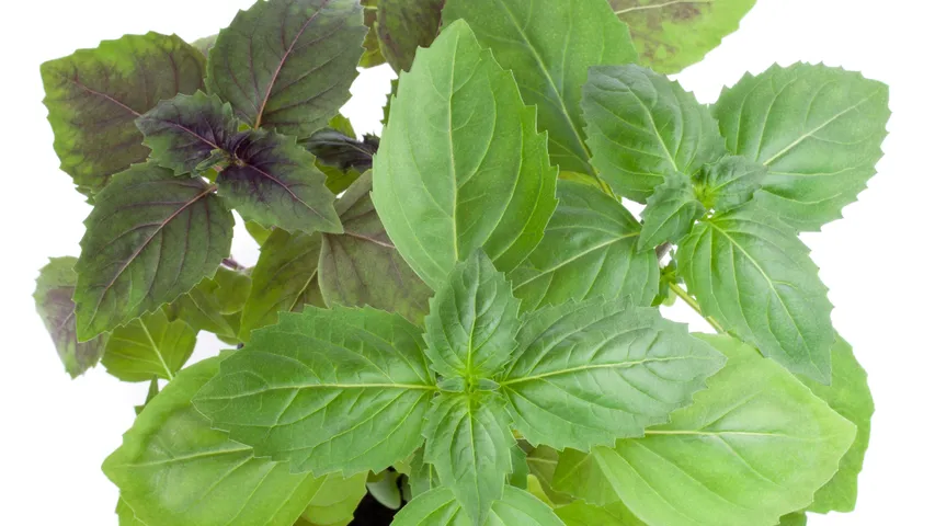 basil