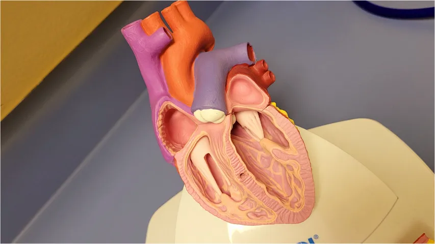 Heart