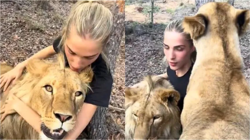 lions