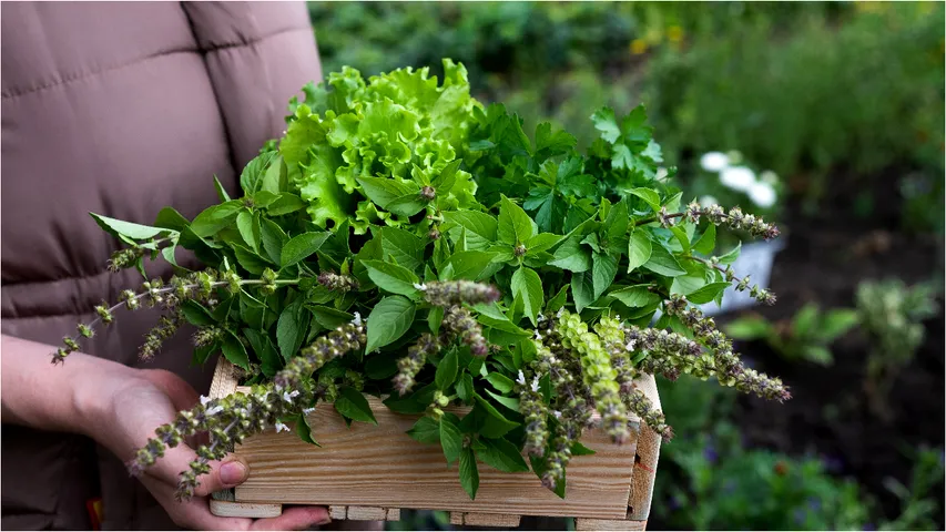 Basil plant