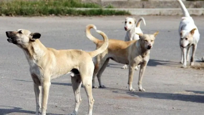 Stray Dogs