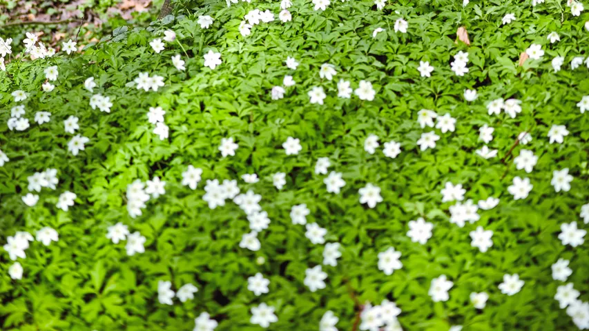 Brahmi tree