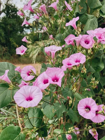 ipomoea carnea tree
