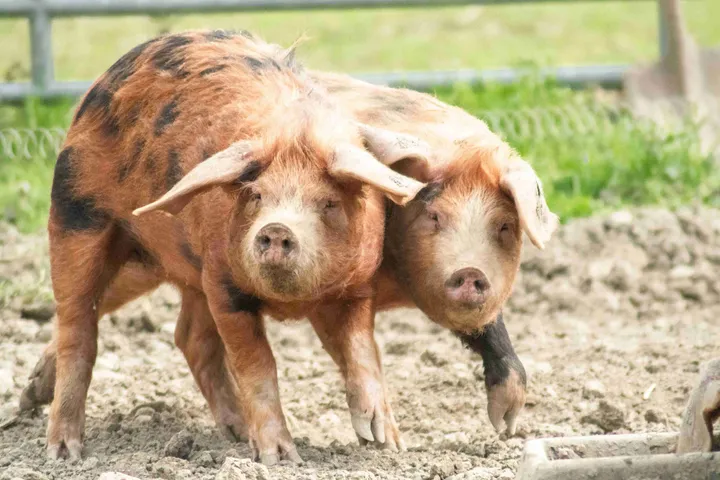 Pig Fight