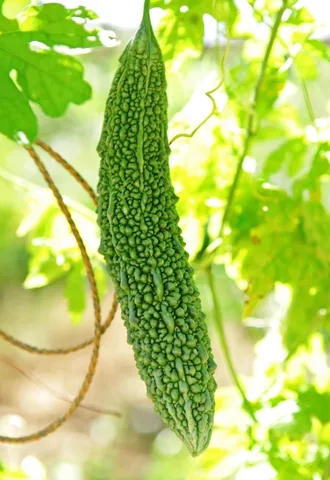 BitterGourdJuice1