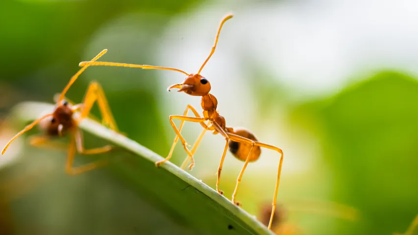 Ants