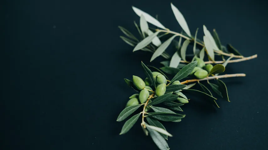 Olive leaves