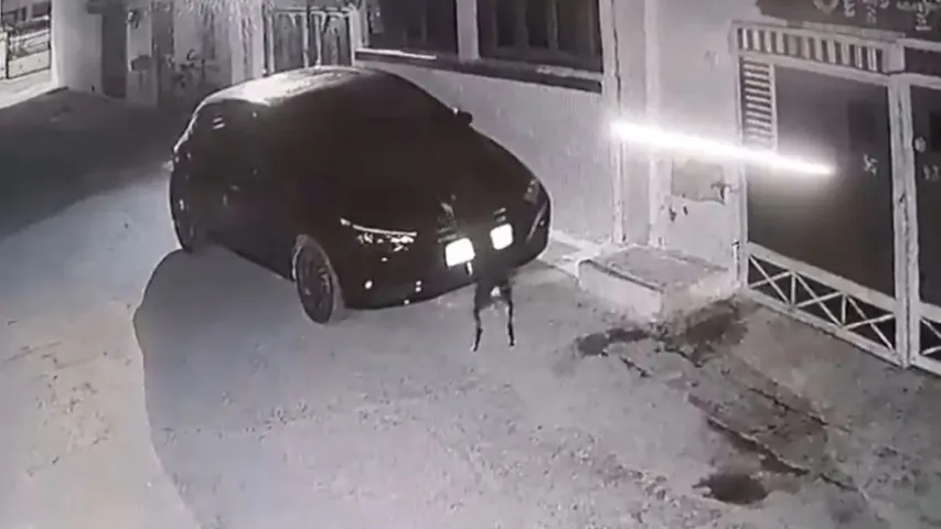 Dog Attacking on Car