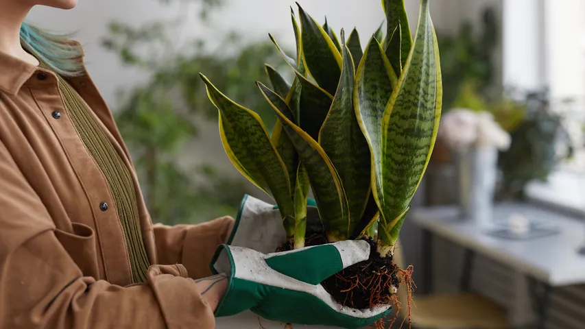 Snake Plant