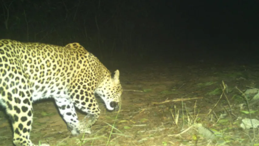 leopard