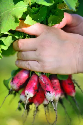 Radish
