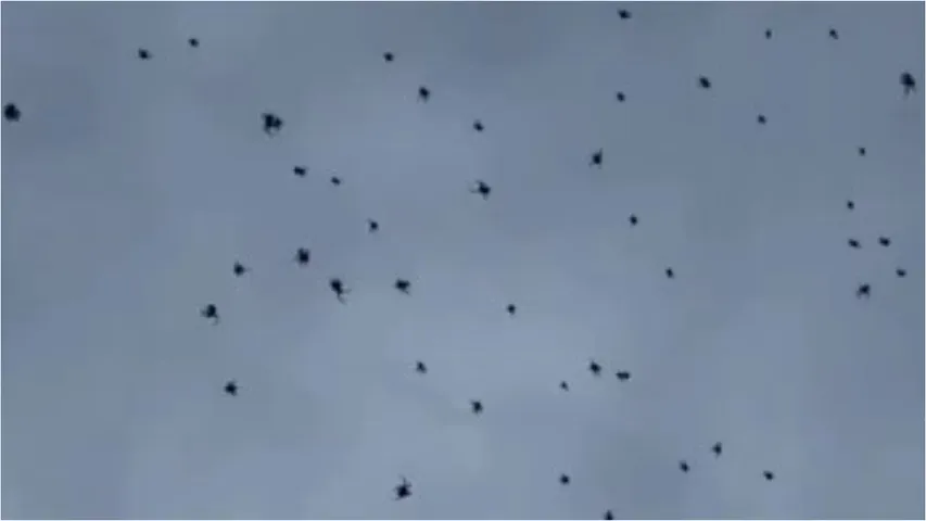 Spiders rain
