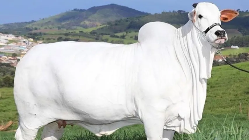 Nellore breed cow