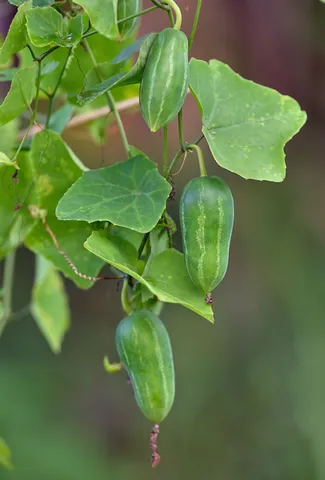 Ivy Gourd