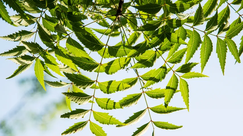 Neem leaves